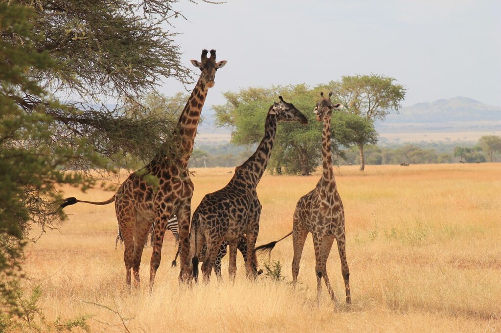 serengeti nemzeti park